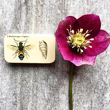 Entomology Notions Box, Small-The Craftivist Atlanta